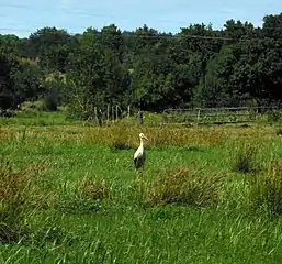 Marais Audubon, cigogne