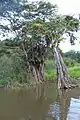 Mangrove du marais de Kaw