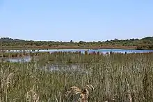 Marais de Contaut.