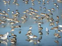 Hivernage d'oiseaux des marais à Trévaly.
