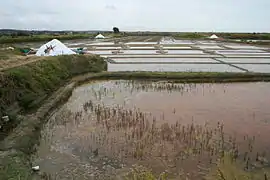 Marais salants de Guérande.