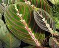 Feuilles colorées de Maranta leuconeura.