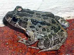 Description de l'image Marbled Frog.jpg.