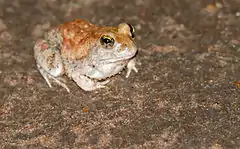 Description de l'image Marbled Sand Frog (Tomopterna marmorata) (16723373703).jpg.