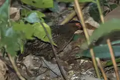 Description de l'image Marbled Wood-Quail - Rio Tigre - Costa Rica MG 7758 (26101675664).jpg.