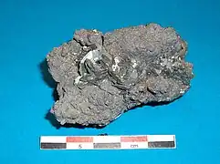 Marcassite du lignite (Sokolov, Tchéquie), présentant une association cyclique de cristaux, typique de l'espèce minérale.