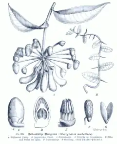 Planche botanique de 1900