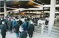 Marché aux bovins : veaux, vaches et chevillards.