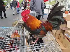 Coq du marché de Louhans en Bresse bourguignonne