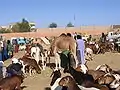 Marché aux bestiaux à Tamanrasset, Algérie.