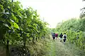 Descente dans les vignes lors d'une randonnée VTT à la Chapelle de Rousse (Jurançon)