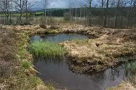 Mare près du lac de Remoray.