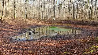 Une mare forestière de la forêt, surnommé la « mare à boue ».