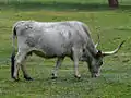 Vache maremmana