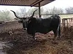 photo couleur d'une vache grise sombre à mufle noir cerclé de blanc et longues cornes en lyre évasée.