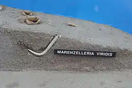 Marenzelleria viridis