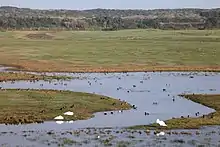 Photographie montrant les mares devant l'observatoire dans la réserve naturelle du Platier d'Oye.