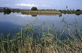 Marais et marécages du Llobregat