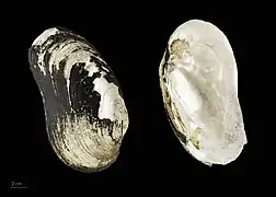 Margaritifera auricularia (coll.MHNT)