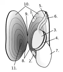  Représentation schématique de l'anatomie d'une Moule perlière d'eau douce