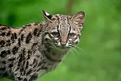 Margay ou Leopardus wiedii
