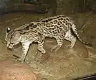 Margay