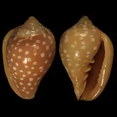 Marginella goodalli