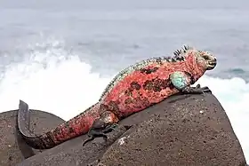Iguane marin des Galapagos sur l'île Española