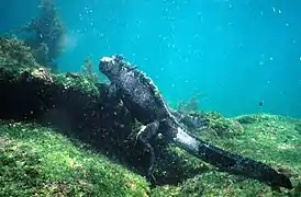 Iguane marin se nourrissant d'algues sur les rochers submergés.