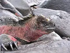 Un mâle adulte coloré sur l'île Fernandina.