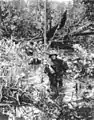 Marines transportant armes et munitions à travers un marais près de Cape Gloucester en janvier 1944.