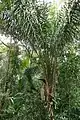 Attalea maripa dans un sous-bois forestier à Macouria (Guyane).