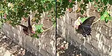 Papilio rogeri en train de se nourrir