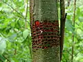 Marques sur un arbre