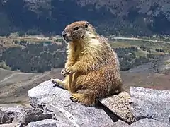 Marmotte à ventre jaune.