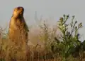 Comme toutes les marmottes, la bobak observe très régulièrement son environnement.