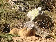 Marmotte alpine dans le parc national des Écrins.