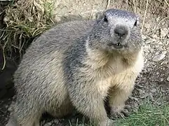Une marmotte au pelage grisâtre à la sortie de son terrier regardant l'objectif