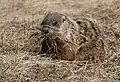 Une Marmotte commune amassant des herbes pour sa tanière