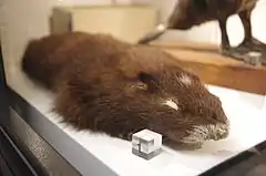 Description de l'image Marmota vancouverensis at the Beaty Biodiversity Museum.JPG.