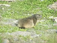 Marmotte