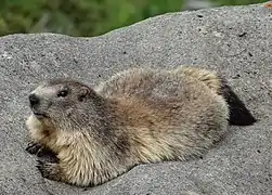 Marmotte dans le parc national de la Vanoise.