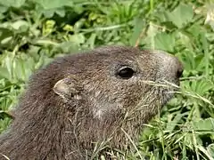 Marmotton dans le parc national de la Vanoise.