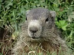 Marmotte dans le parc national de la Vanoise.