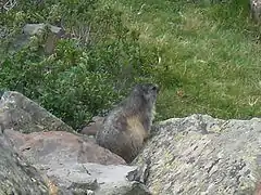 Marmotte, Marmota marmota.