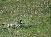 Une marmotte (marmota marmota).