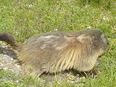 Une marmotte au col de la Vanoise.