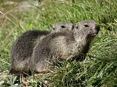 Marmottons dans le parc national de la Vanoise.