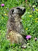 Marmotte dans le parc national de la Vanoise.