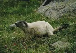 Une marmotte blanche dans la vallée de l'Ubaye.